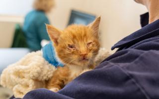 Little kitten Jonesy was among the cats who required treatment for cat flu this summer at Woodgreen.