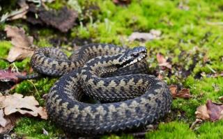 An adder snake