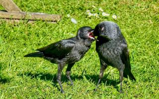 Gerry Brown took this image of Jackdaw feeding in his garden.