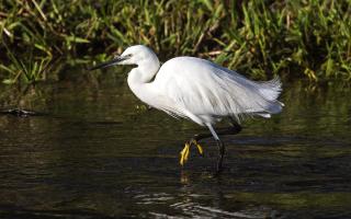 A Little Egret steps out showing a yellow foot and spectacular snow-white plumage.