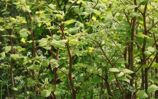 Are there cases of Japanese Knotweed near you?