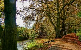 Gerry Brown took this beautiful autumnal image at Hinchingbrooke Park in Huntingdon.